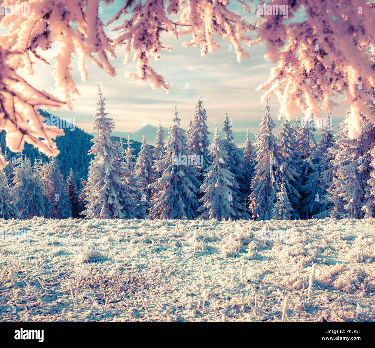 Colorful winter morning in the mountain forest. Instagram toning. Stock Photo