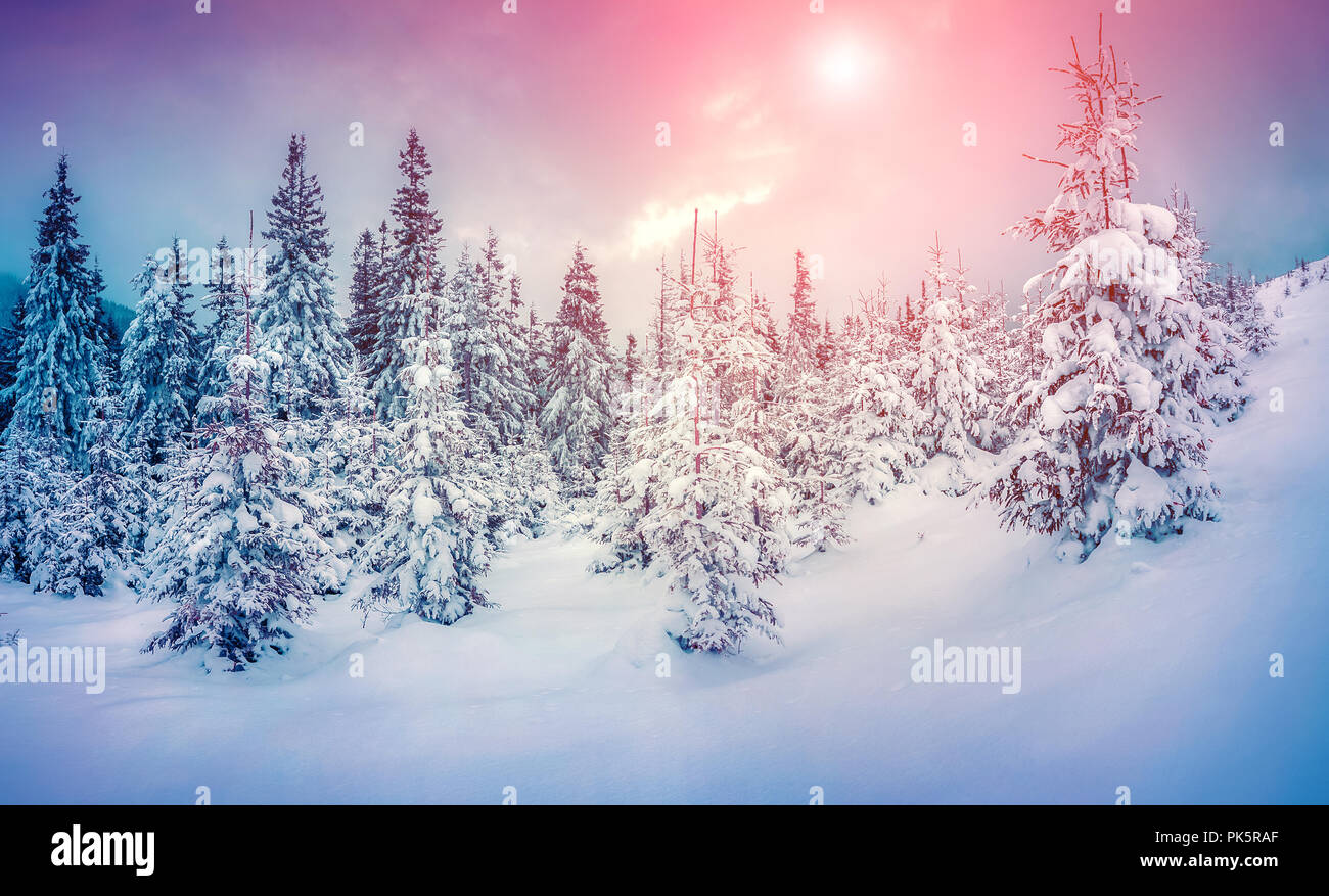 Misty winter scene in the snowy mountain forest. Instagram toning. Stock Photo