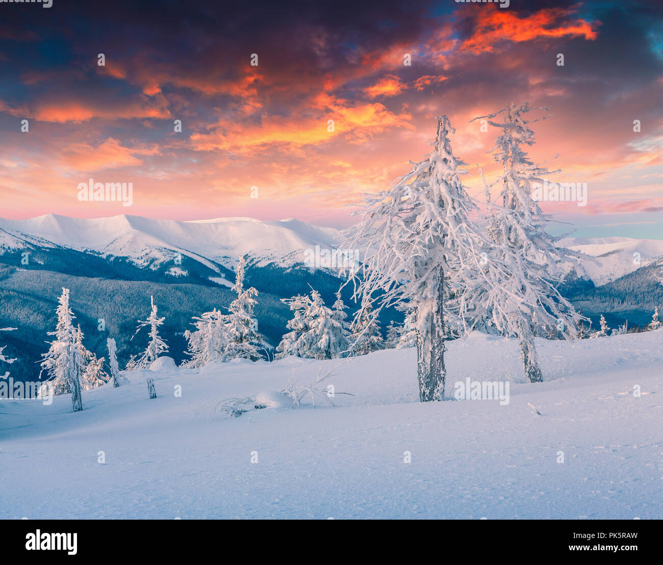 Colorful winter scene in the snowy mountains. Fresh snow at frosty morning glowing first sunlight. Instagram toning. Stock Photo