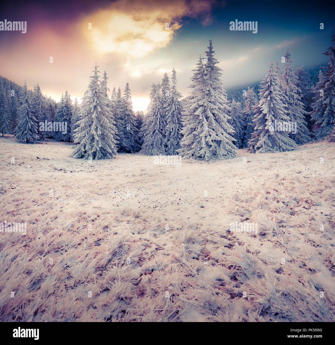 Dramatic winter scene in the mountain forest. First frost covered grass and fir trees. Instagram toning. Stock Photo