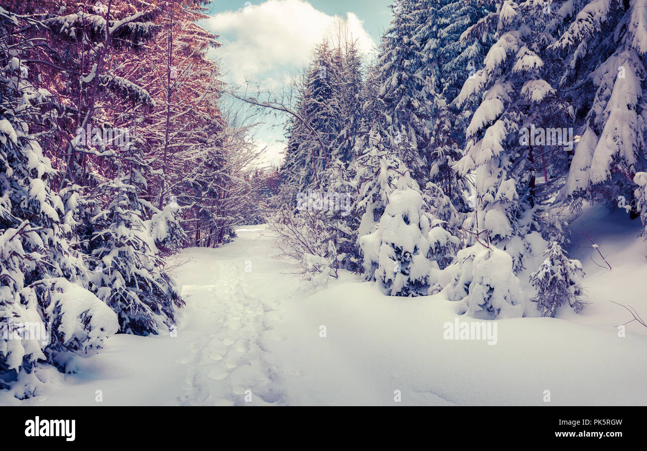 Snowy vinter road in the forest covered fresh snow. Instagram toning. Stock Photo