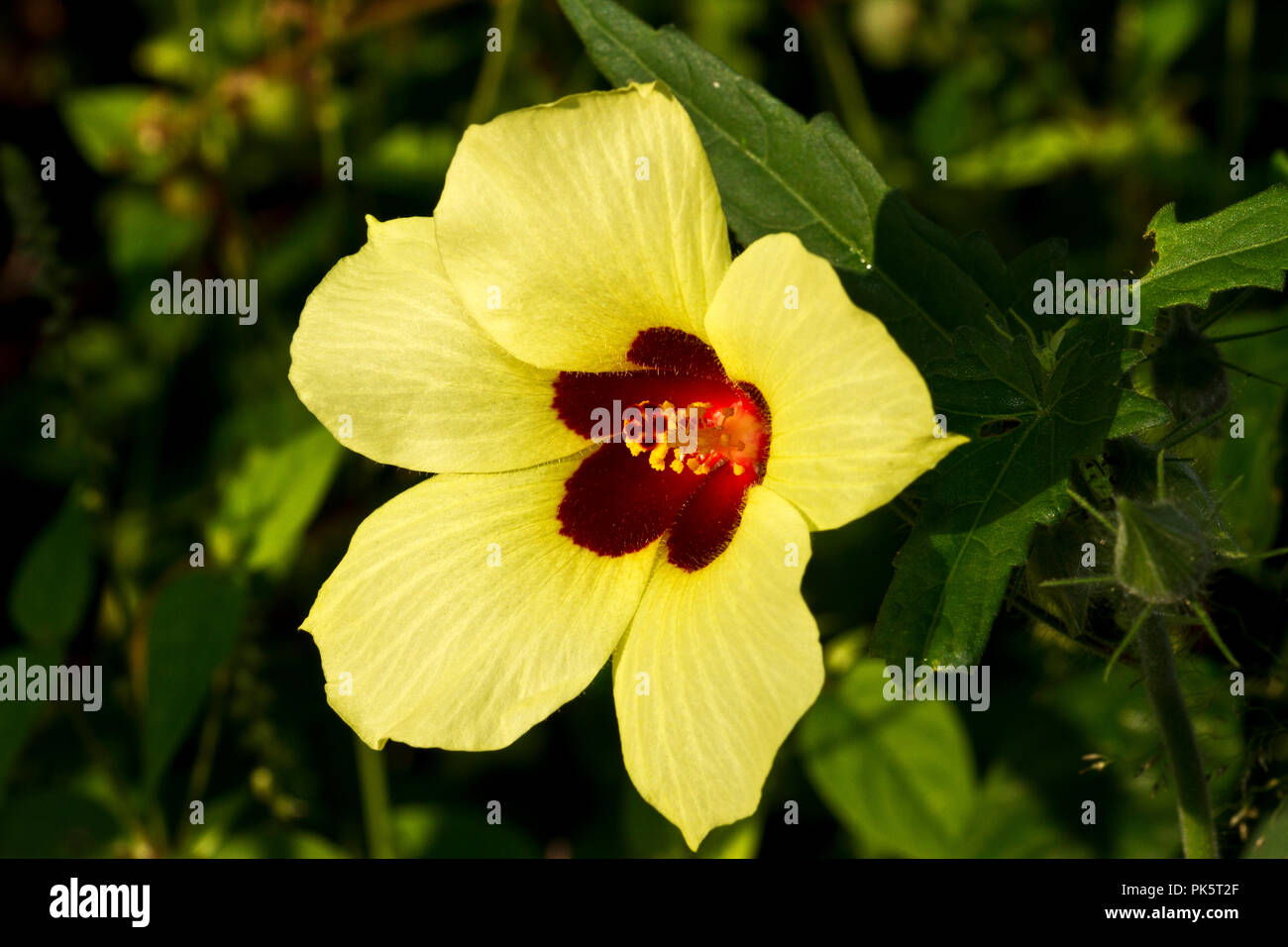 The large Yellow Hibiscus is one of several species of these large, showy plants that are common throughout many areas in East and Southern Africa at  Stock Photo