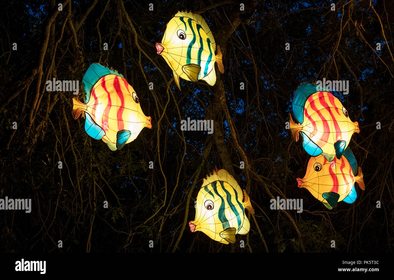 Chinese Lanterns of fish during festival in Auckland, New Zealand Stock Photo