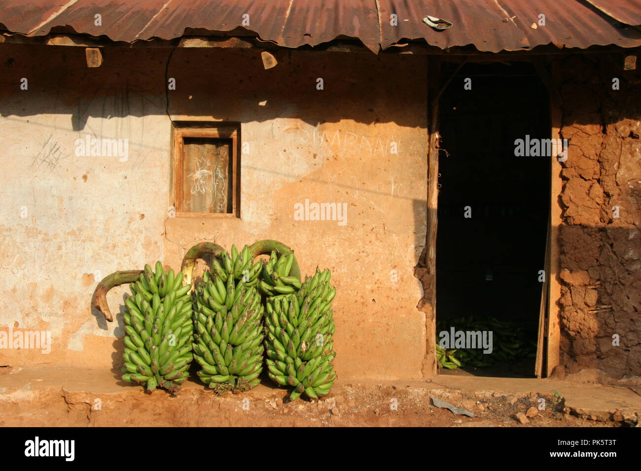 bunches of matooke (green plantain) leaning outside a dwelling in Kampala Uganda Stock Photo