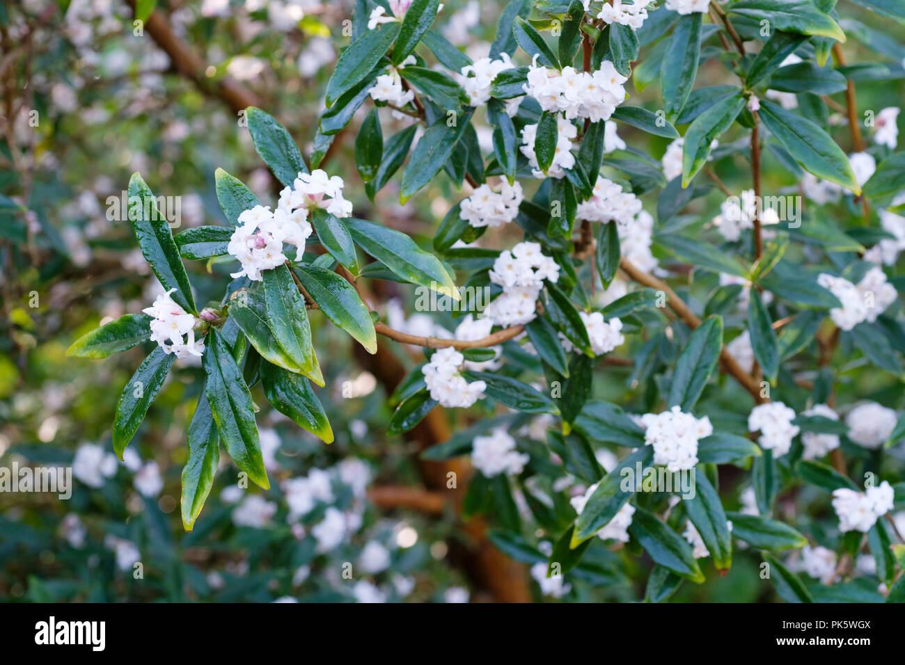 Winter flowering shrub Daphne Bholua 'Alba', paper Daphne 'Alba', Nepalese paper plant 'Alba' Stock Photo