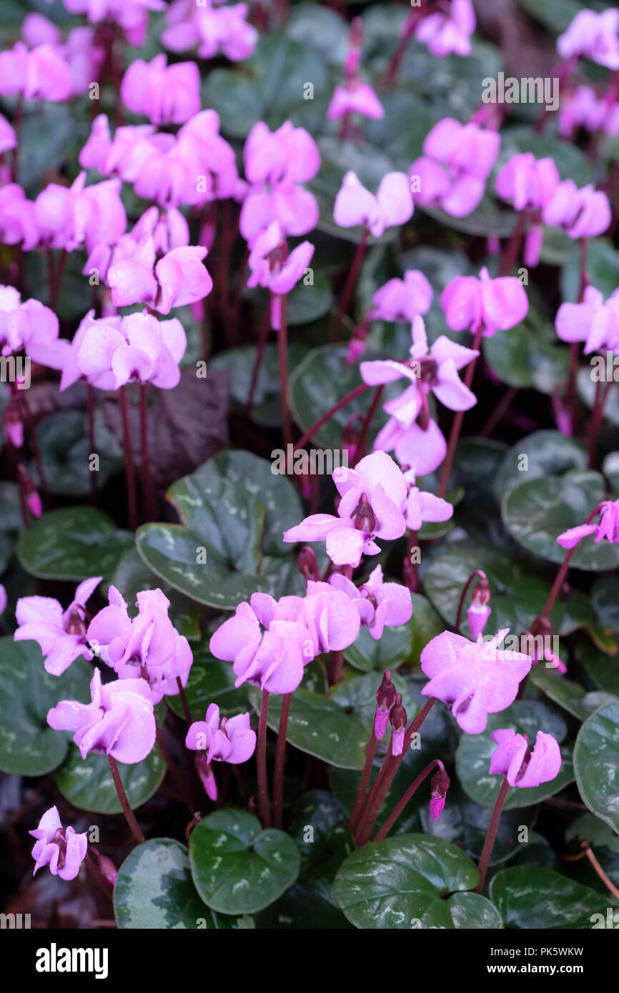 Flowering cyclamens hires stock photography and images Alamy