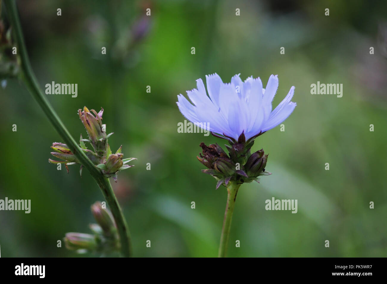 Tender blue flower of chicory on the green background. Stock Photo