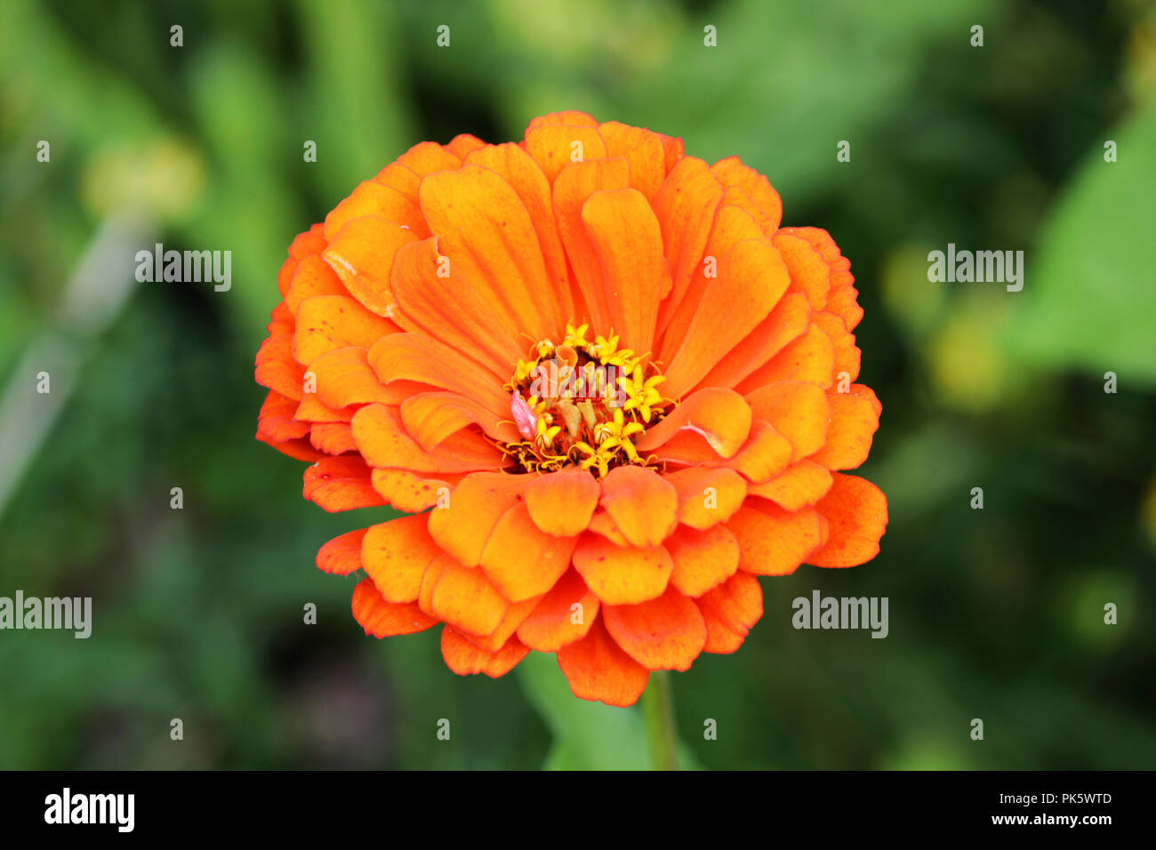 One orange flowers of Zinnia. Floral background. Common Zinnia. Zinnia elegans. Classic Zinnia. Garden flowers. Stock Photo