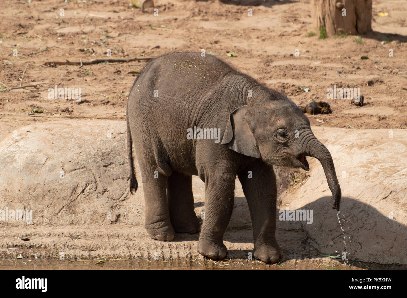 A captive baby elephant at the zoo with water dripping from their trunk. Stock Photo
