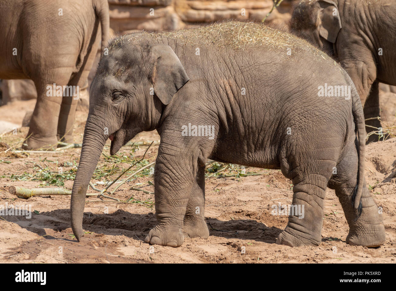 A captive baby elephant in profile at a zoo in the UK. Stock Photo