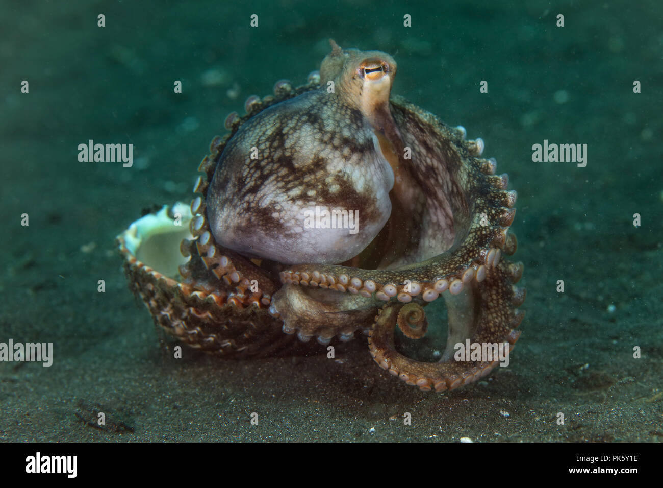 Coconut octopus (Amphioctopus marginatus) using seashell for shelter. Picture was taken in Lembeh Strait, Indonesia Stock Photo