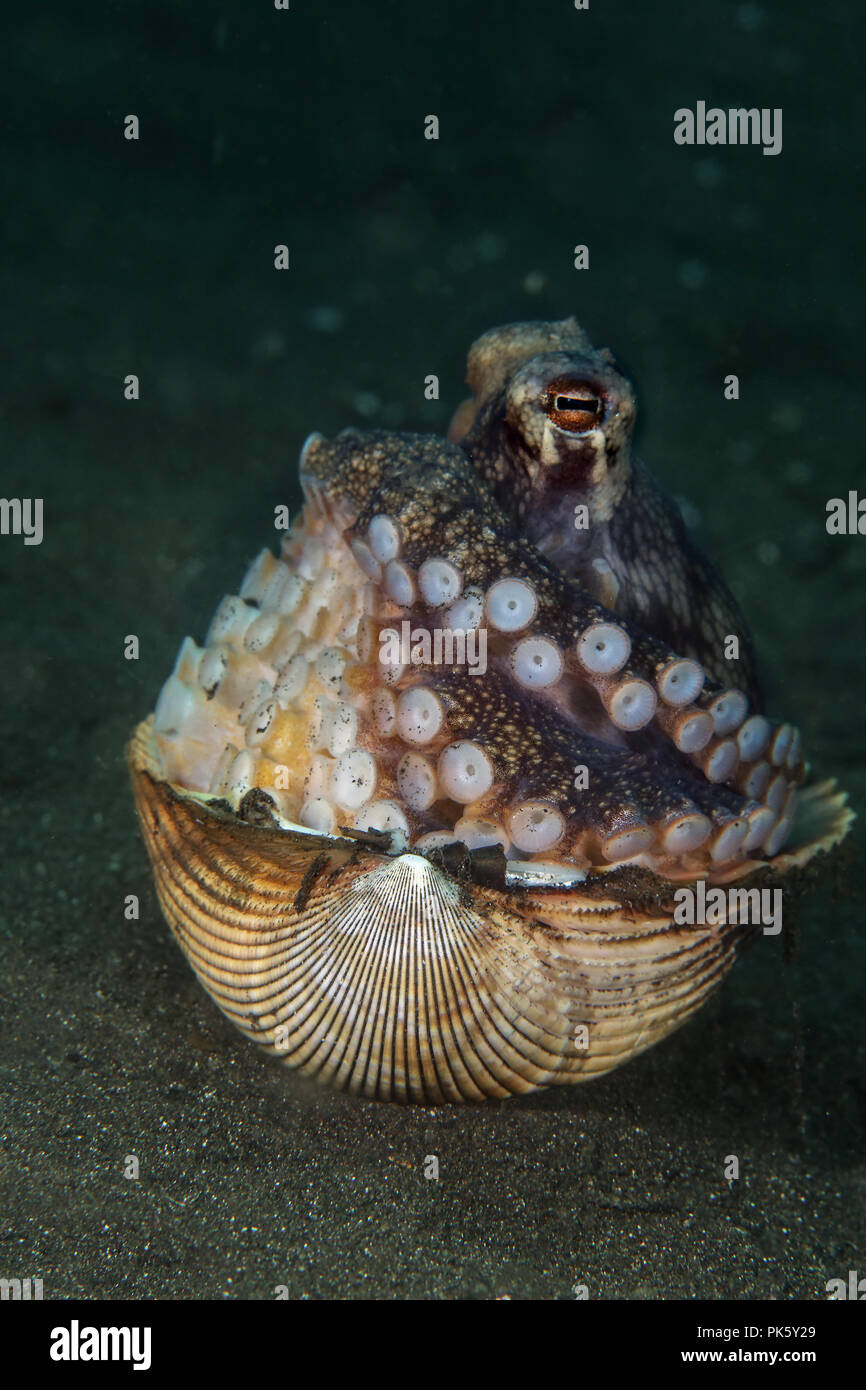 Coconut octopus (Amphioctopus marginatus) using seashell for shelter. Picture was taken in Lembeh Strait, Indonesia Stock Photo