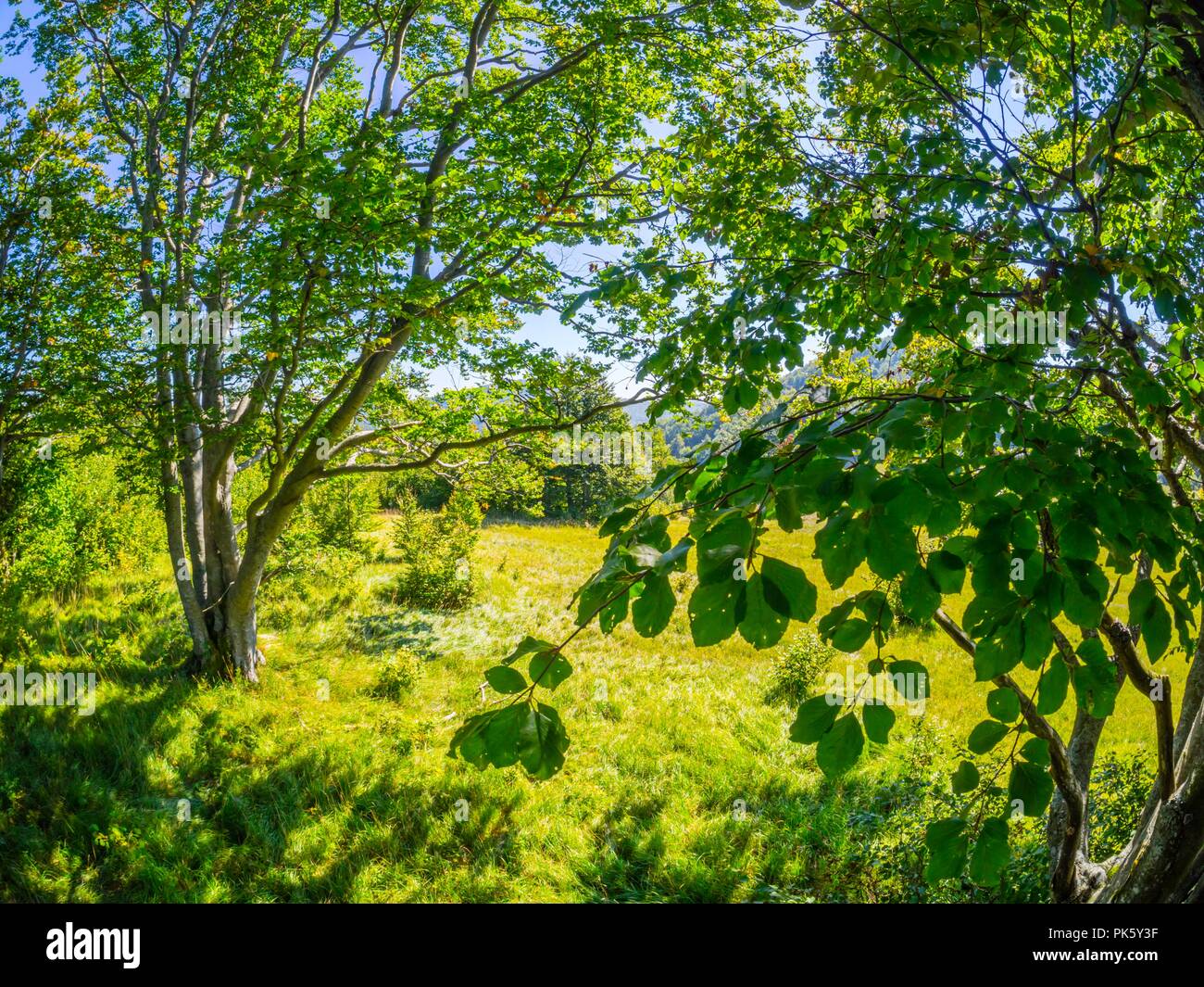 Green nature tree branches and leaves Stock Photo