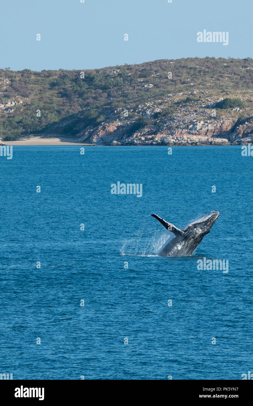 Australia, Western Australia, Kimberley Coast between Yampi Sound and Broom. Breaching male humpback whale in the Timor Sea with Kimberley coast. Stock Photo
