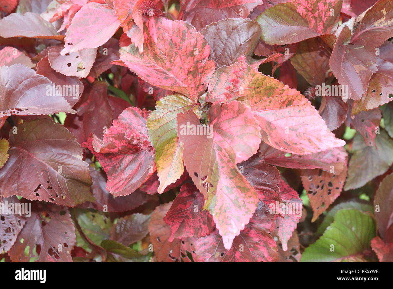 Colorful Flower Leaves.Its Really Amazing Scenery in Sunny Day. Stock Photo