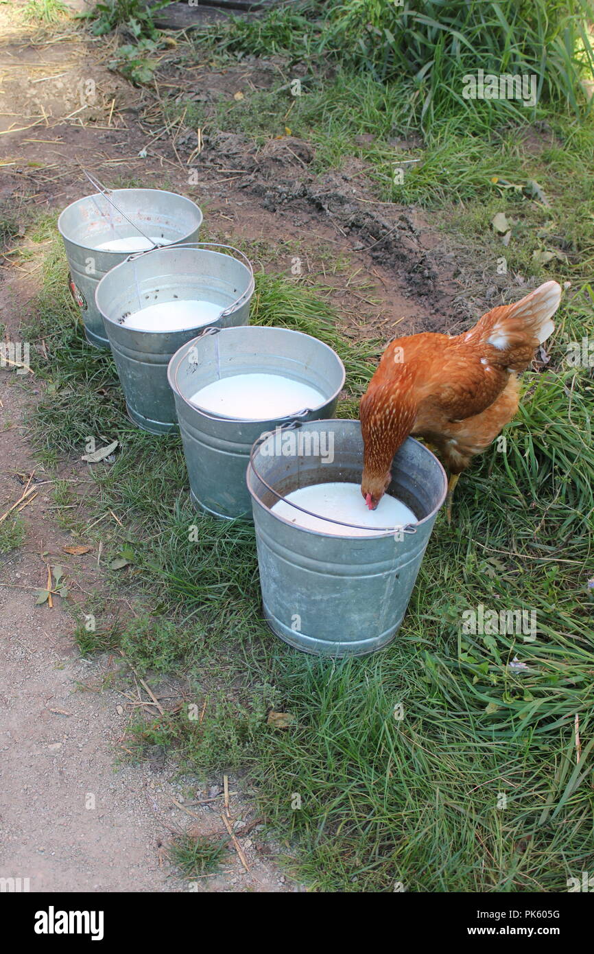 https://c8.alamy.com/comp/PK605G/red-domestic-chicken-drinking-fresh-unpasteurized-milk-out-of-a-metal-milking-bucket-on-a-late-summer-day-PK605G.jpg
