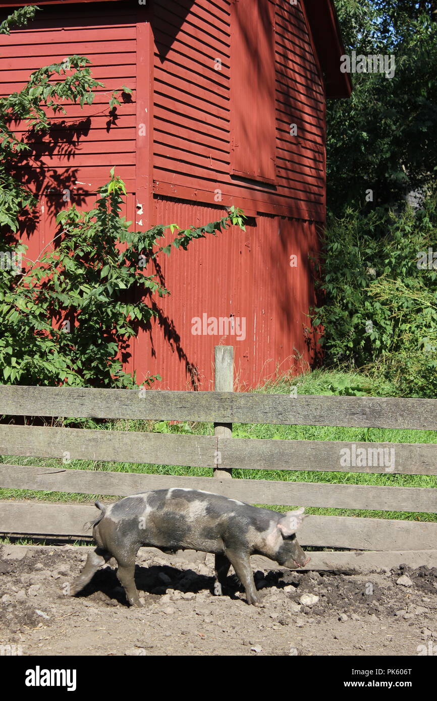 Domestic pigs walking around their muddy pig pen on a late summer day ...