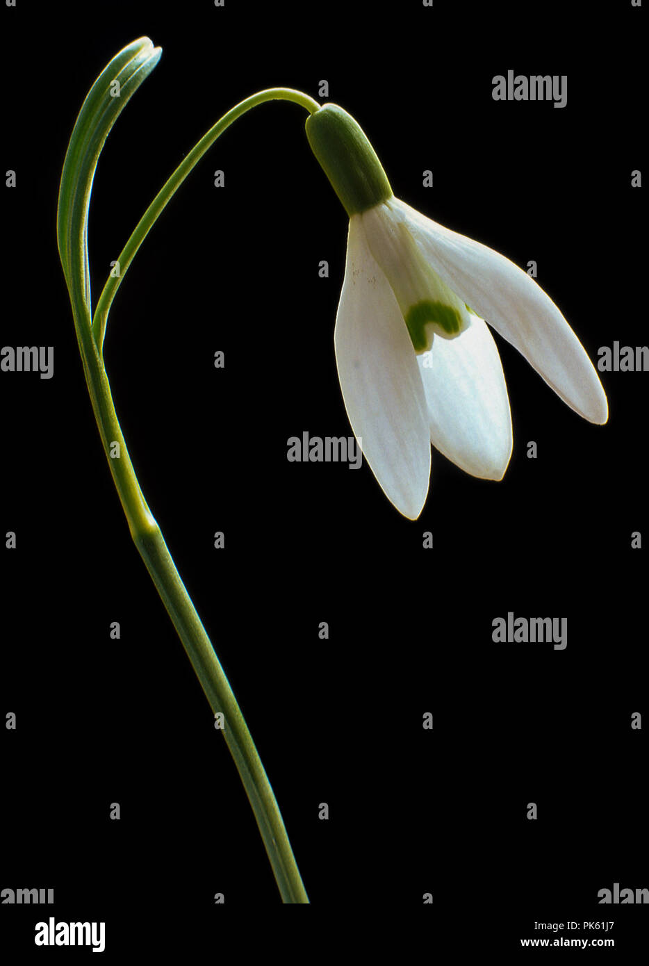 Snowdrop flower with white petals Stock Photo