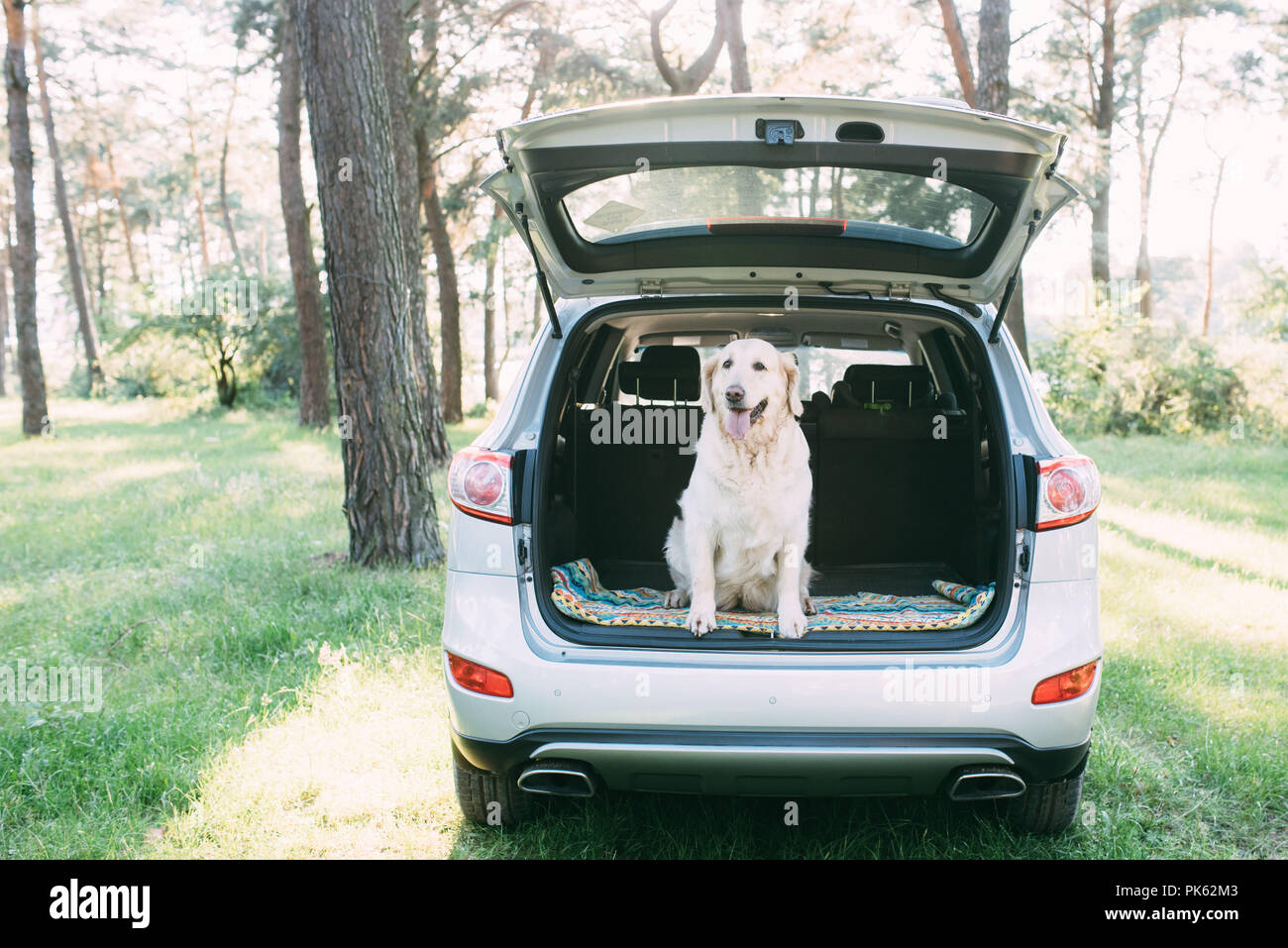 A friendly dog retriver is sitting in the trunk of a white car. Stock Photo