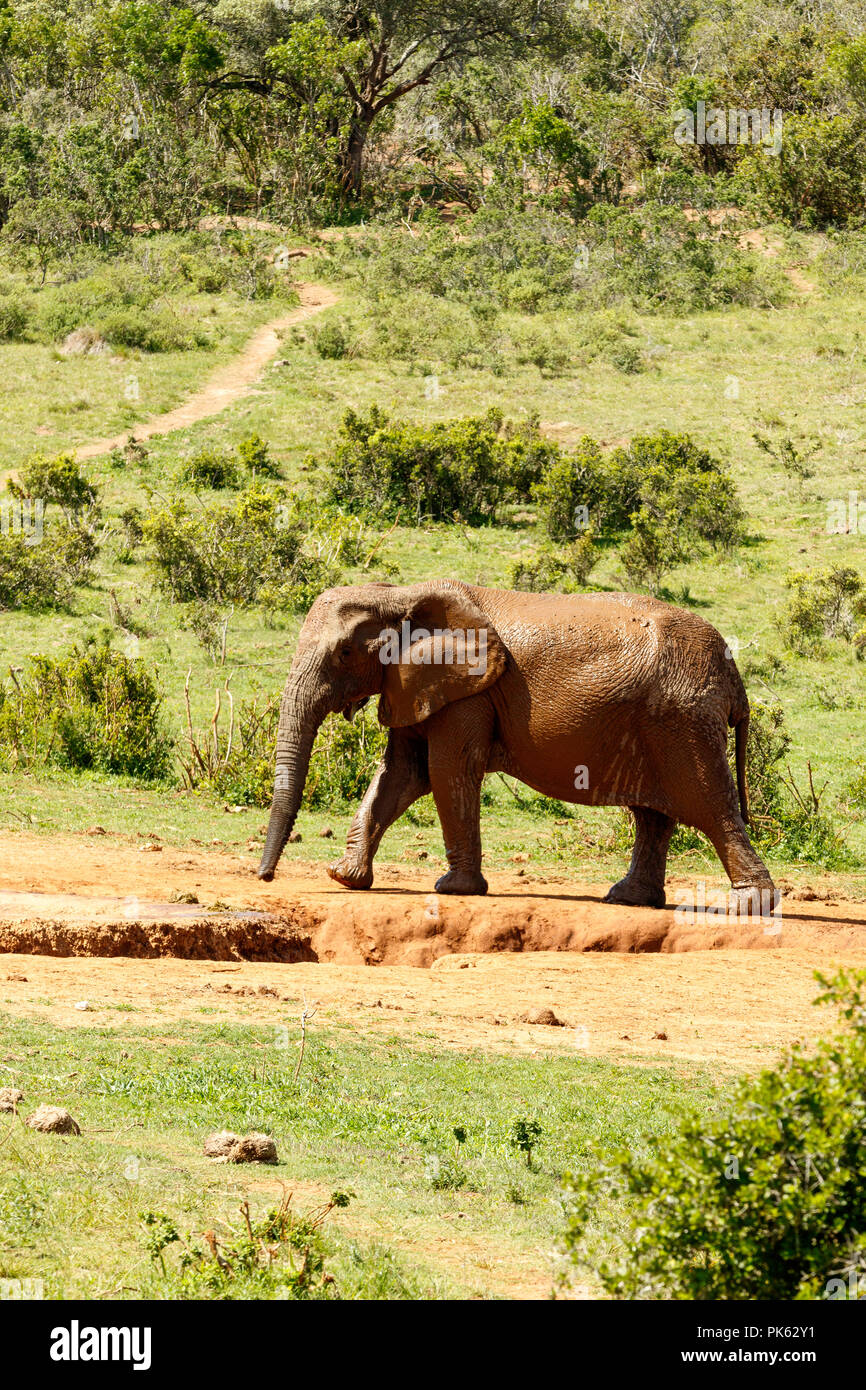 Elephant walking to the dam to drink some water. Stock Photo