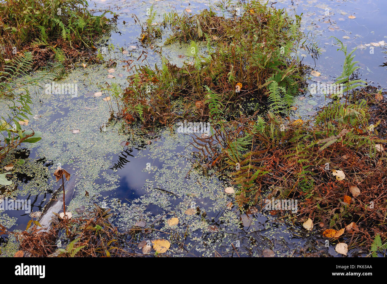 Close up background of the forest lake surface Stock Photo