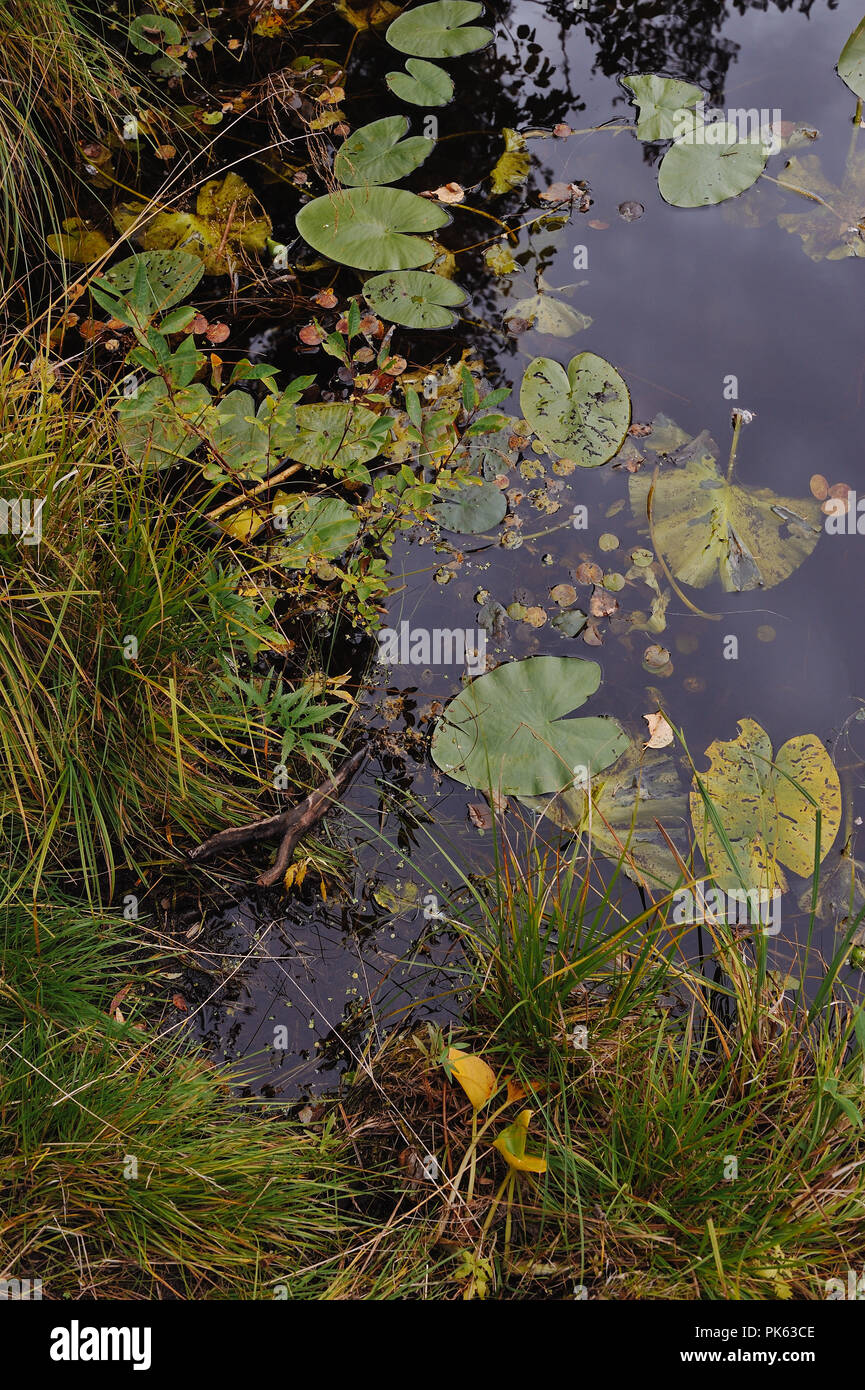 Close up background of the forest lake surface Stock Photo