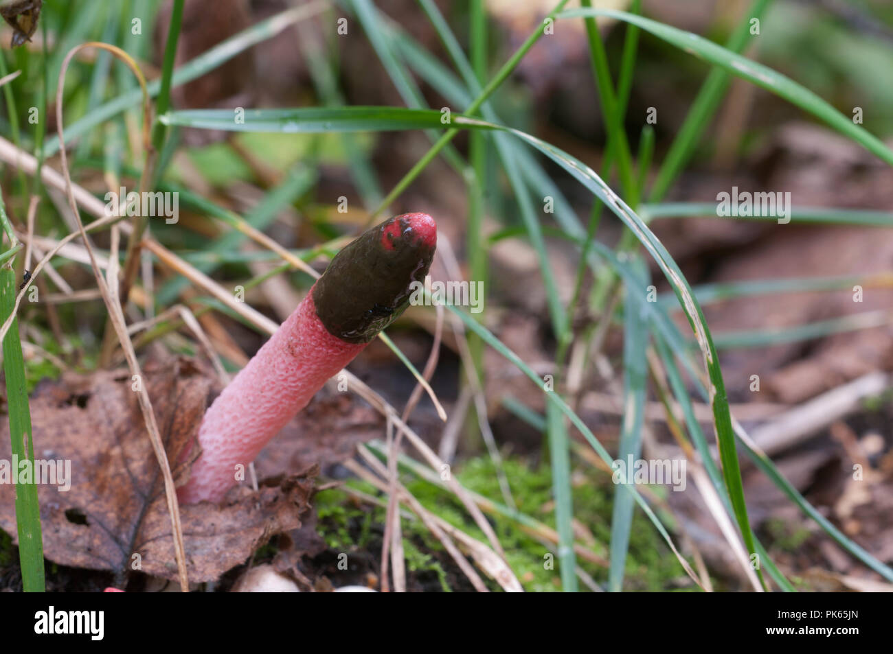 Mushrooms (Mutinus ravenelii) on a forest soil Stock Photo