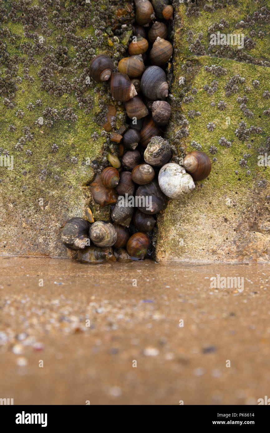 Common periwinkles (Littorina littorea) in a gap in a seawall, Minnis Bay, Kent, UK, late summer. Stock Photo