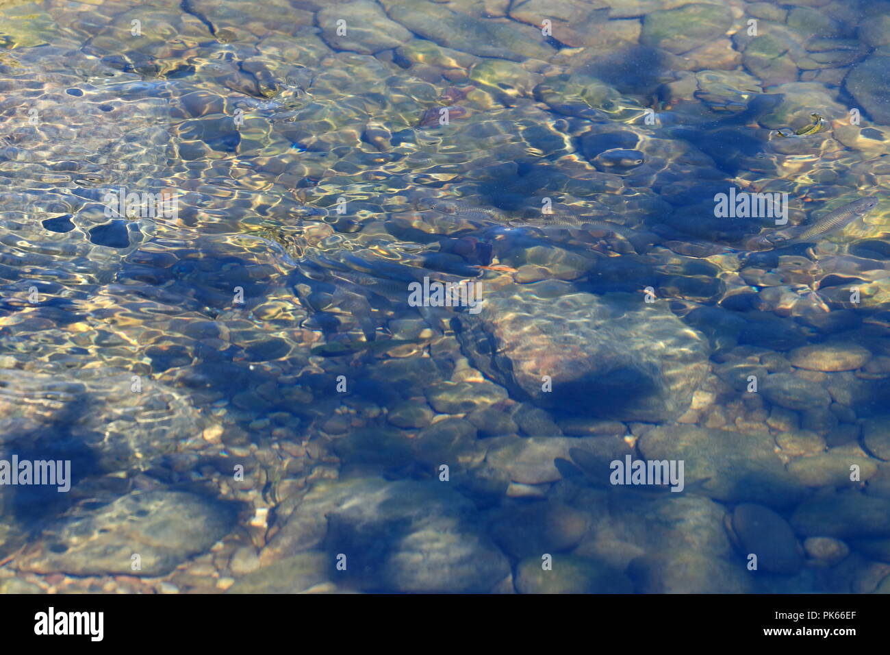 Fish in water Stock Photo