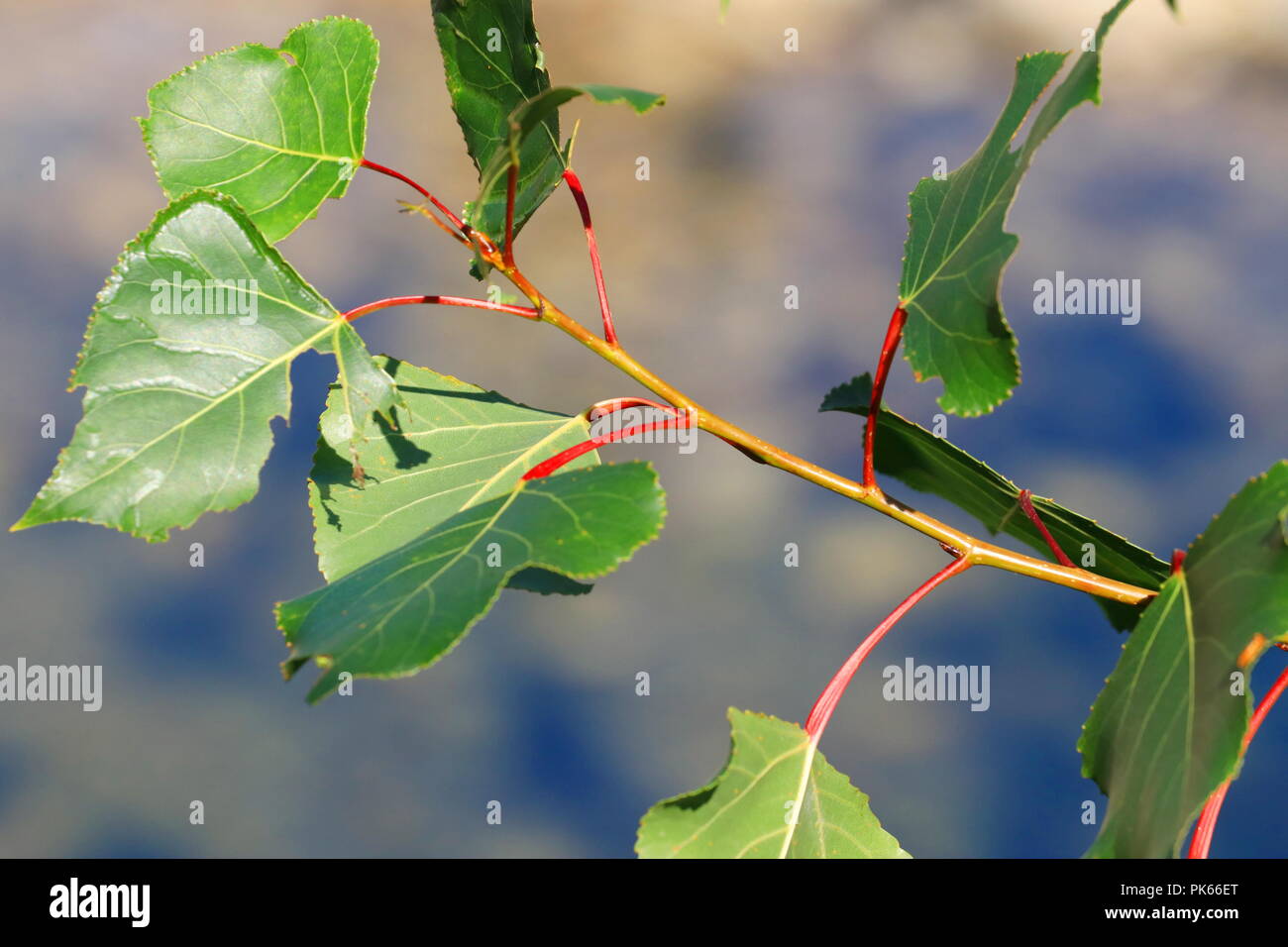 Tree with green leaves hi-res stock photography and images - Alamy