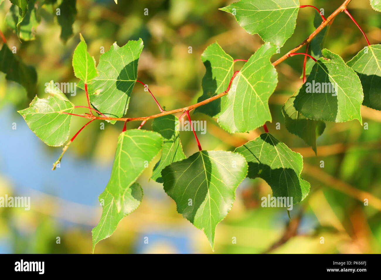 Tree leaves floral nature hi-res stock photography and images - Alamy