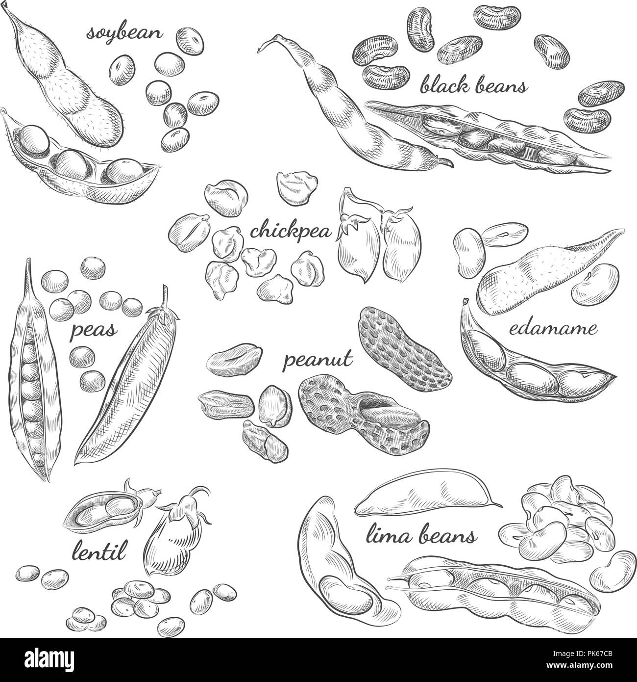 Legumes hand drawn illustration. Nuts, peas, beans, pods and shells sketches isolated on white background. Stock Vector