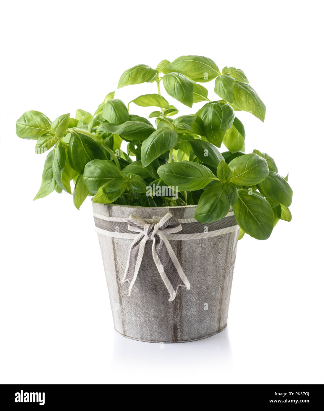 Fresh basil in vase isolated on white Stock Photo Alamy