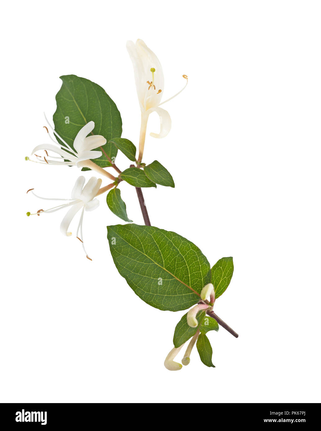 honeysuckle with flowers and leaves isolated on white background Stock ...