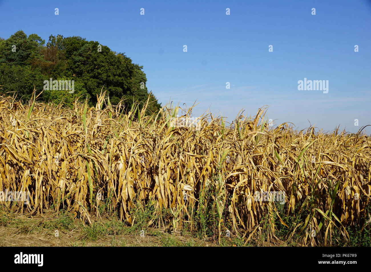 Cereals farming fields Stock Photo Alamy