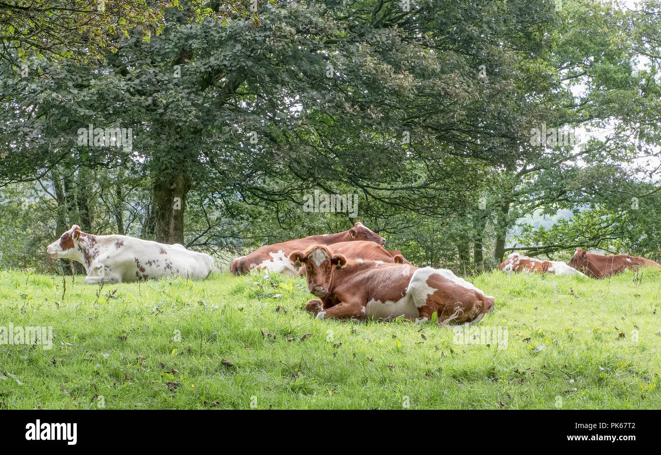 Some Ayrshire cattle having a rest in a field laying down to rest under the trees before the heavy rain. Stock Photo