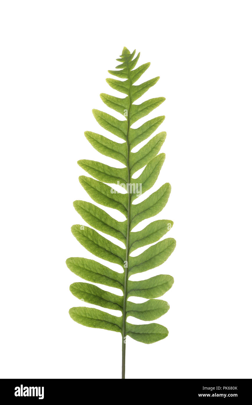 Fresh fern branch isolated on white background Stock Photo