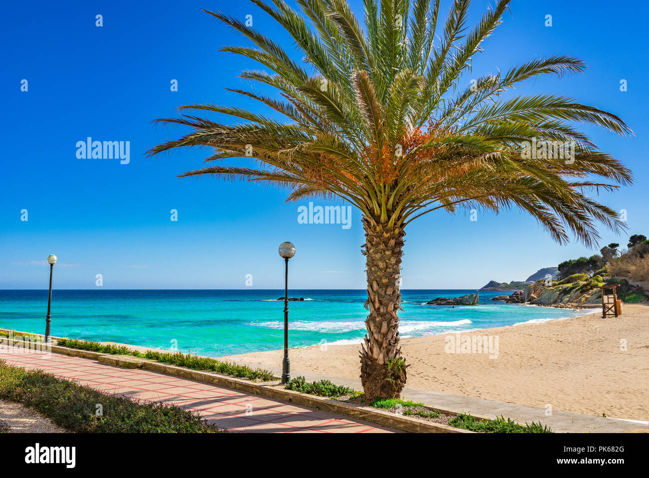 Palm tree on sand beach Son Moll in Cala Rajada, Mallorca island, Mediterranean Sea Spain Stock Photo