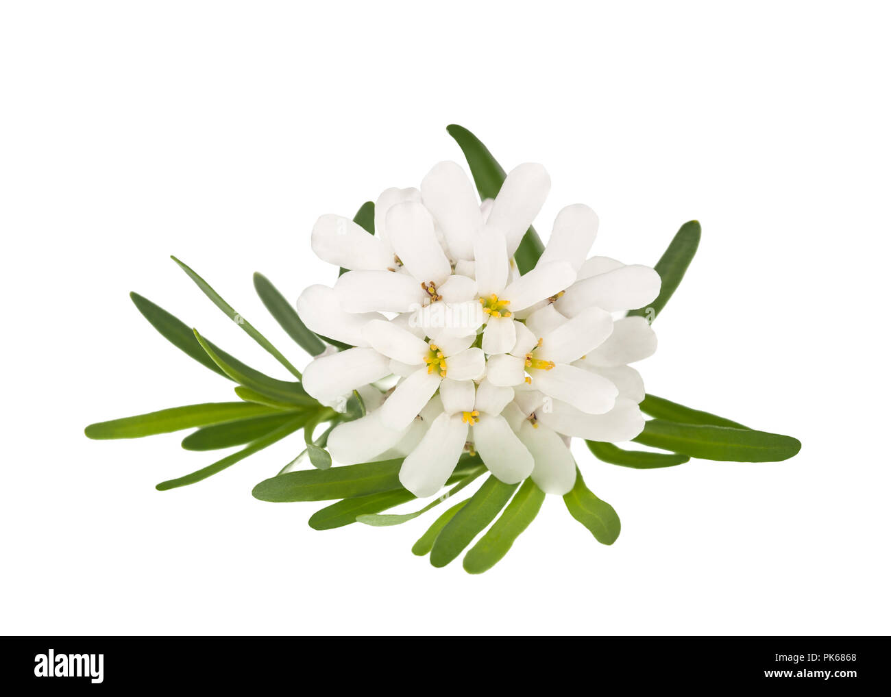 Iberis sempervirens flowers isolated on white background Stock Photo