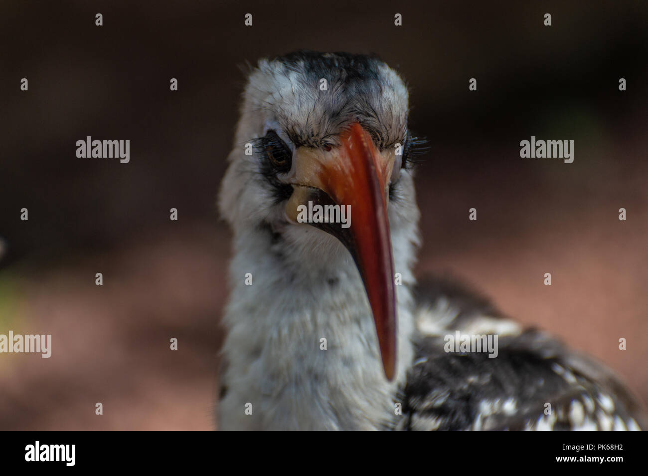 A close-up profile head shot of a Von Der Decken Hornbill. Stock Photo