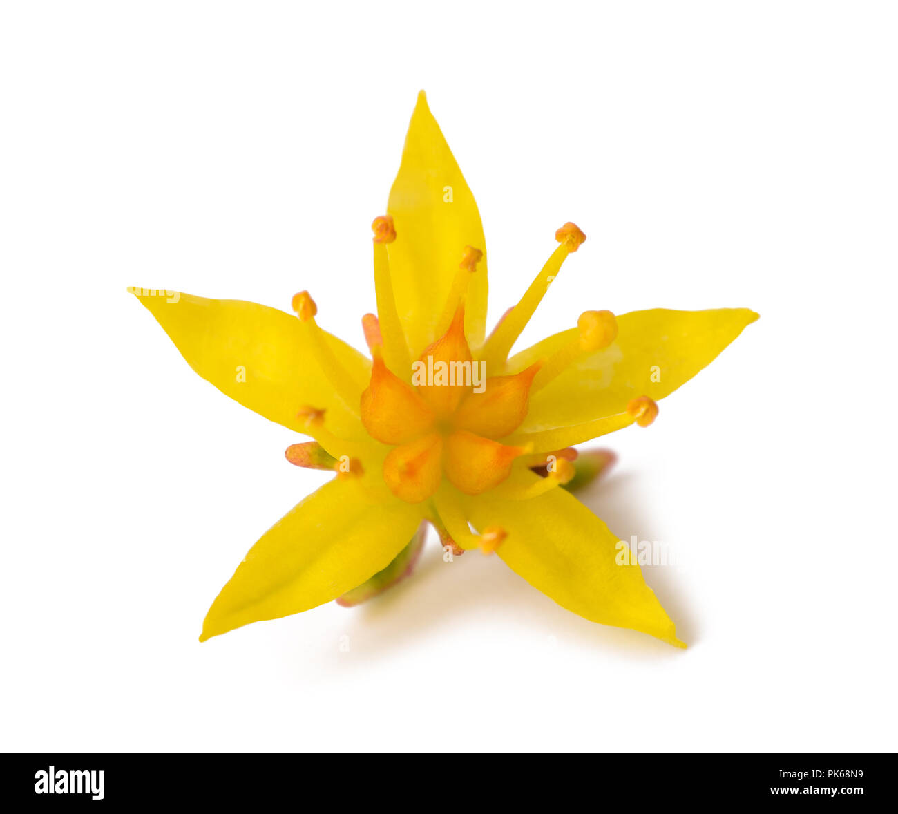 Sedum flower isolated on white background Stock Photo