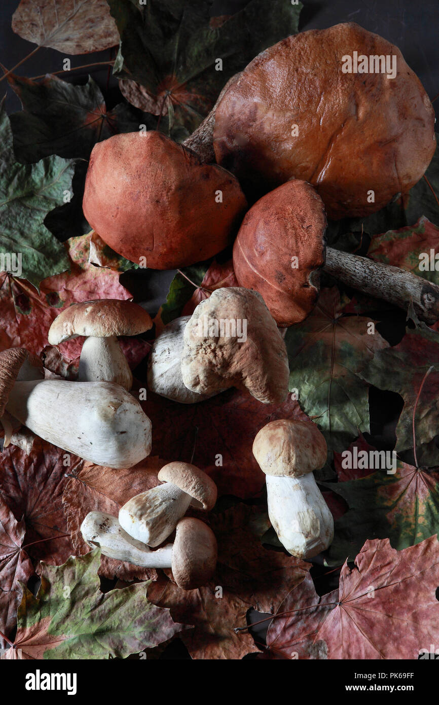 Various mushrooms on a black background Stock Photo