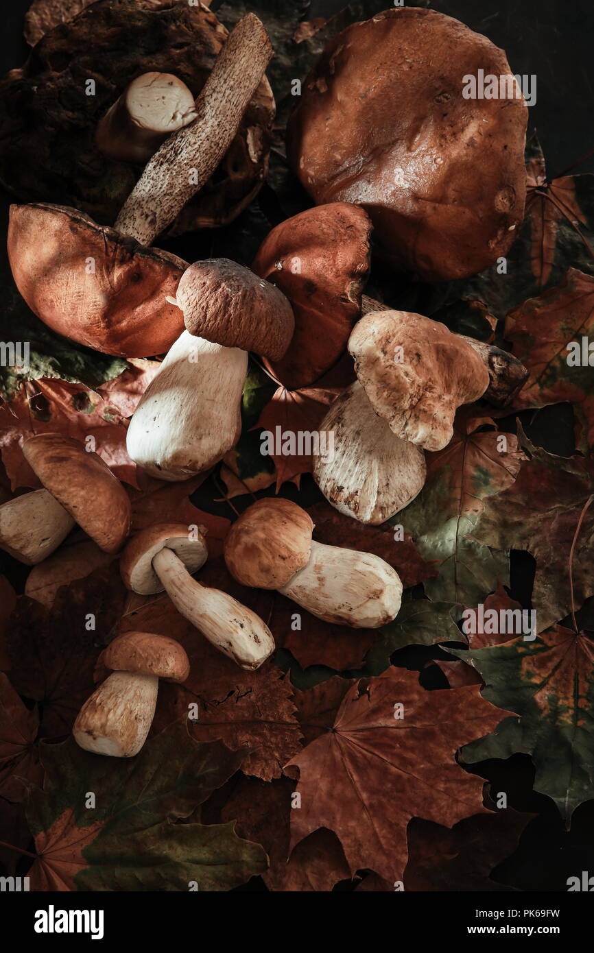 Various mushrooms on a black background Stock Photo