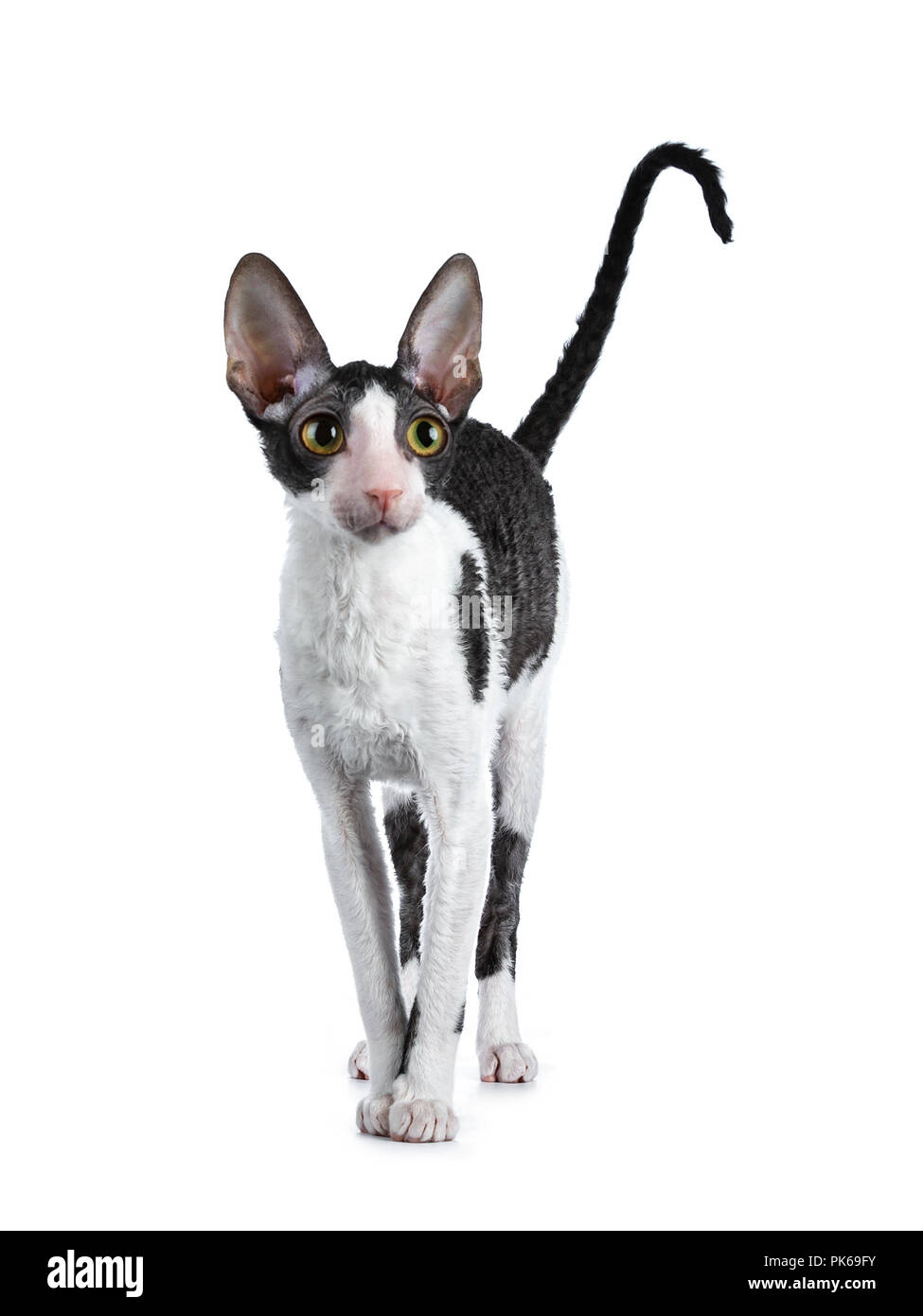 Amazing black bicolor Cornish Rex cat kitten girl standing facing front with tail fierce in air, looking curious beside camera isolated on a white bac Stock Photo