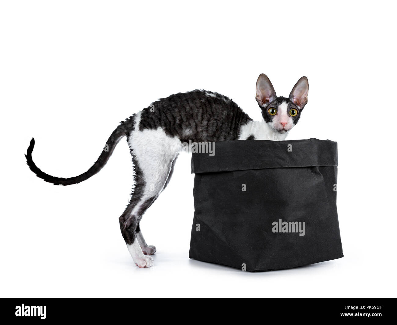 Amazing black bicolor Cornish Rex cat kitten girl standing wit front paws in black bag and tail down, looking curious to camera isolated on a white ba Stock Photo
