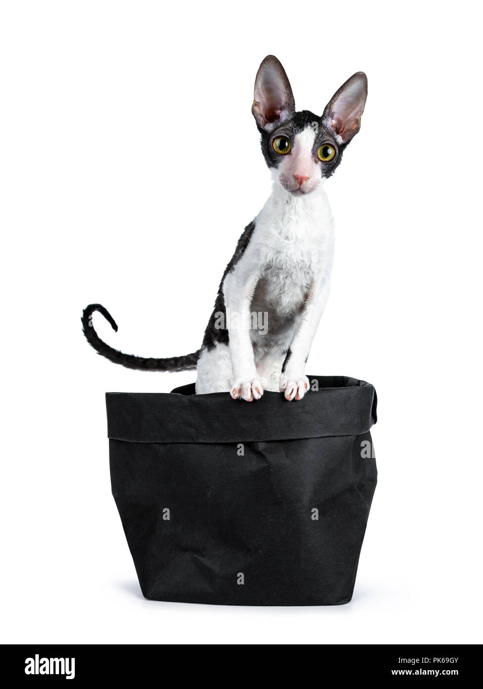 Amazing black bicolor Cornish Rex cat kitten girl standing in black bag with front paws on edge of bag, looking curious to camera isolated on a white Stock Photo