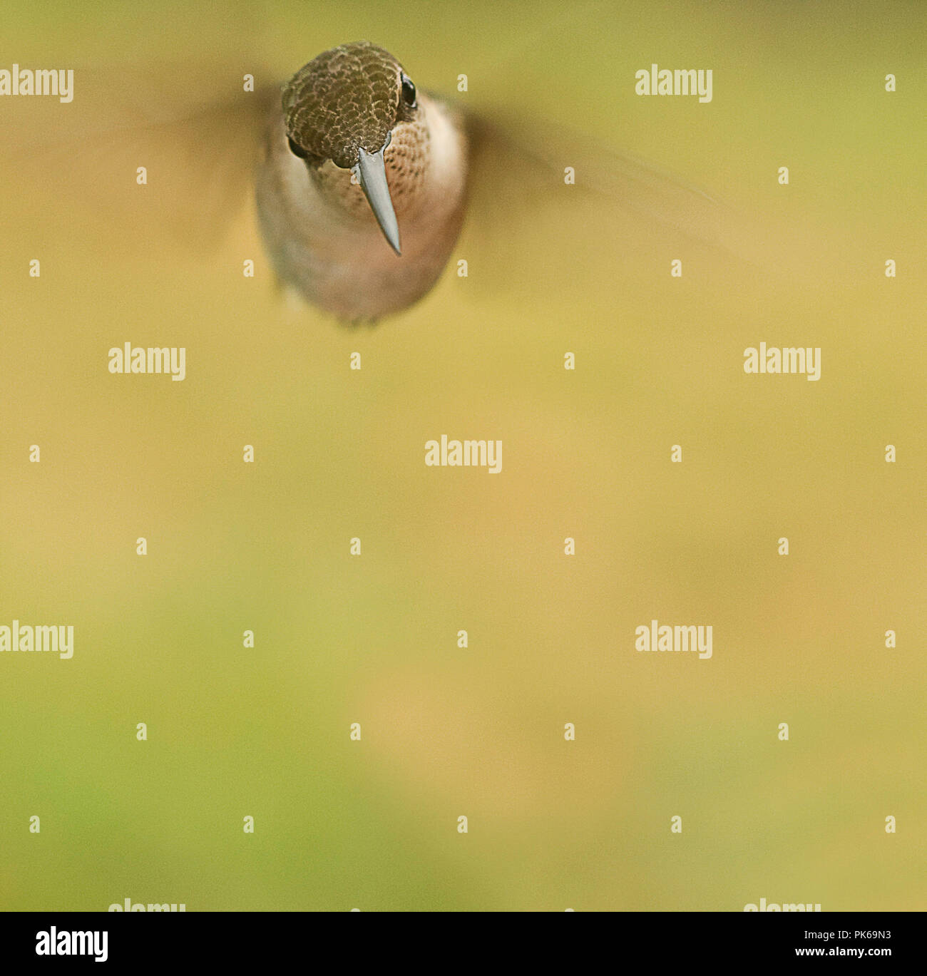 Close-up photos of hummingbird in flight or on feeder Stock Photo - Alamy