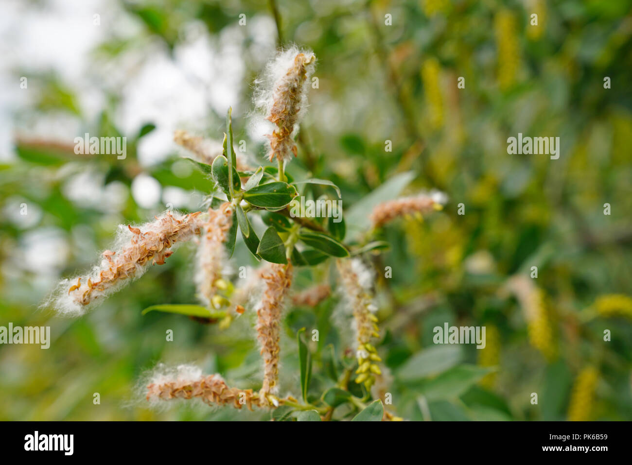 Willows blooms. Fluff on the willow. Summer allergy Stock Photo Alamy