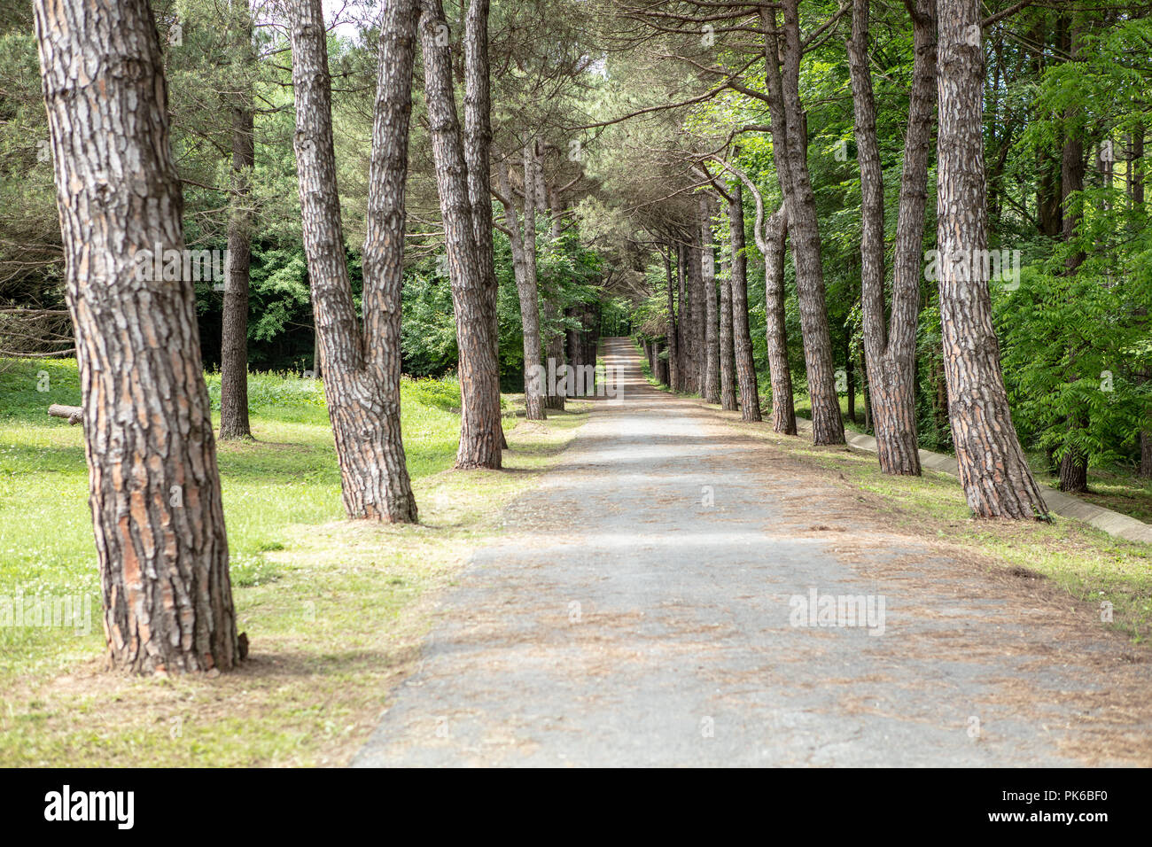 Rural road lined by old trees. Nature background Stock Photo - Alamy