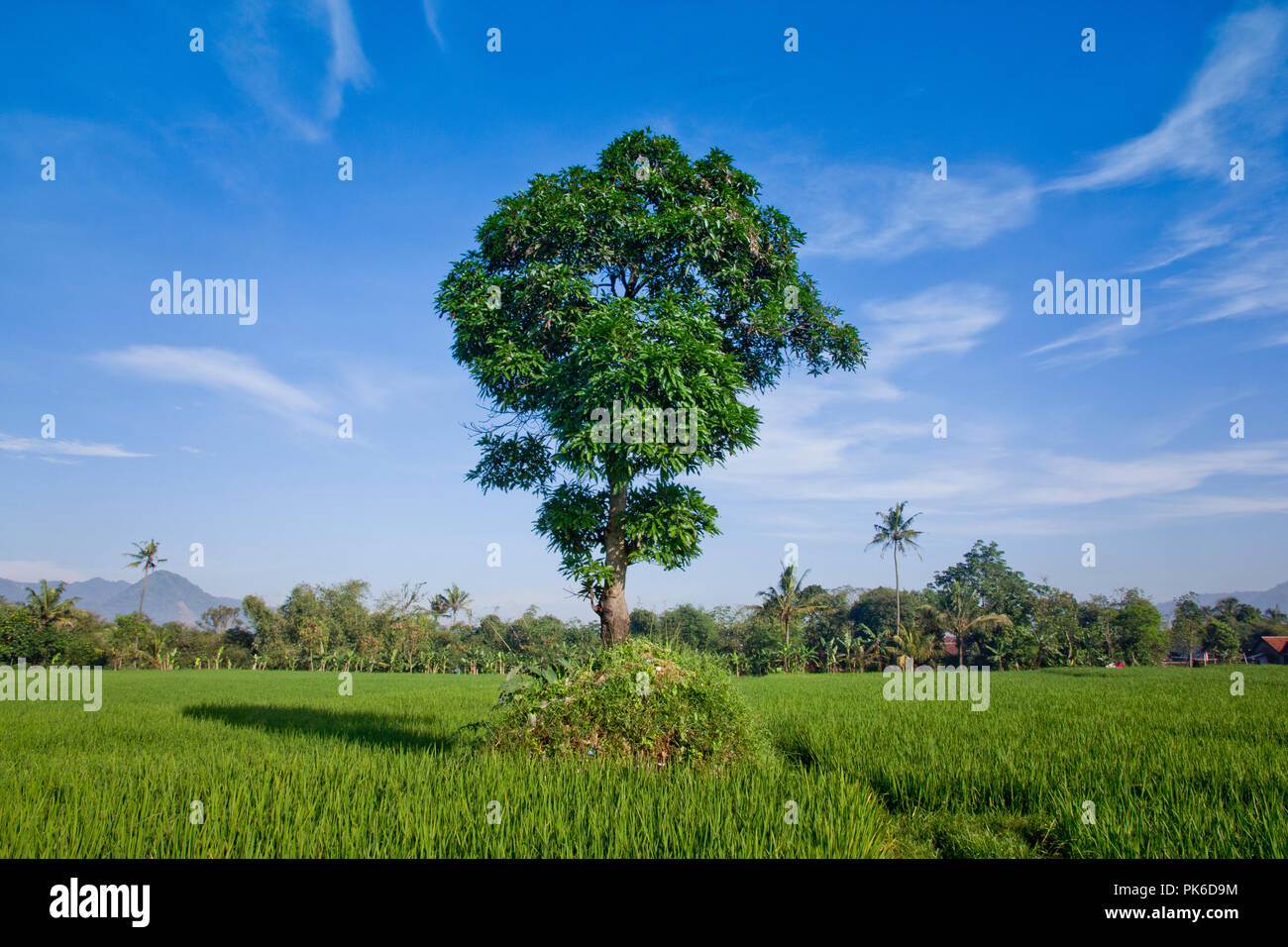 Single Tree in the middle of rice field with the blue sky Stock Photo